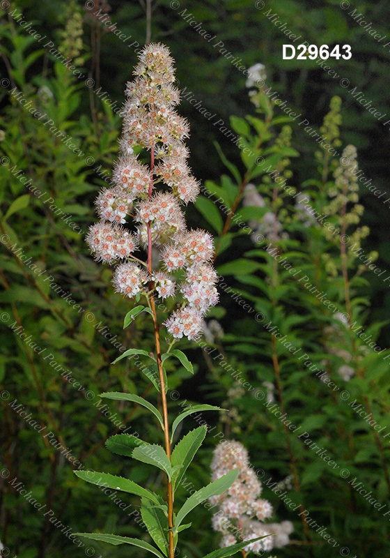 Spiraea alba